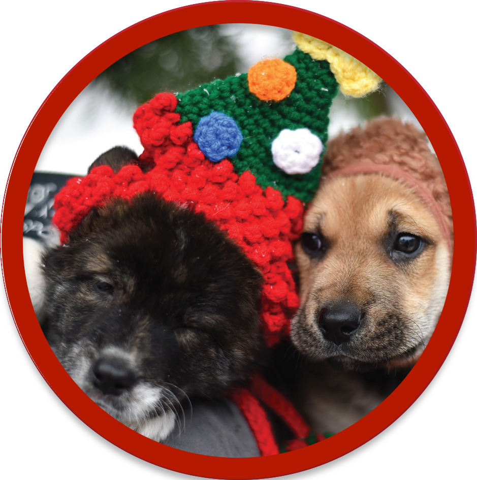 Photos With Santa (939x945), Png Download
