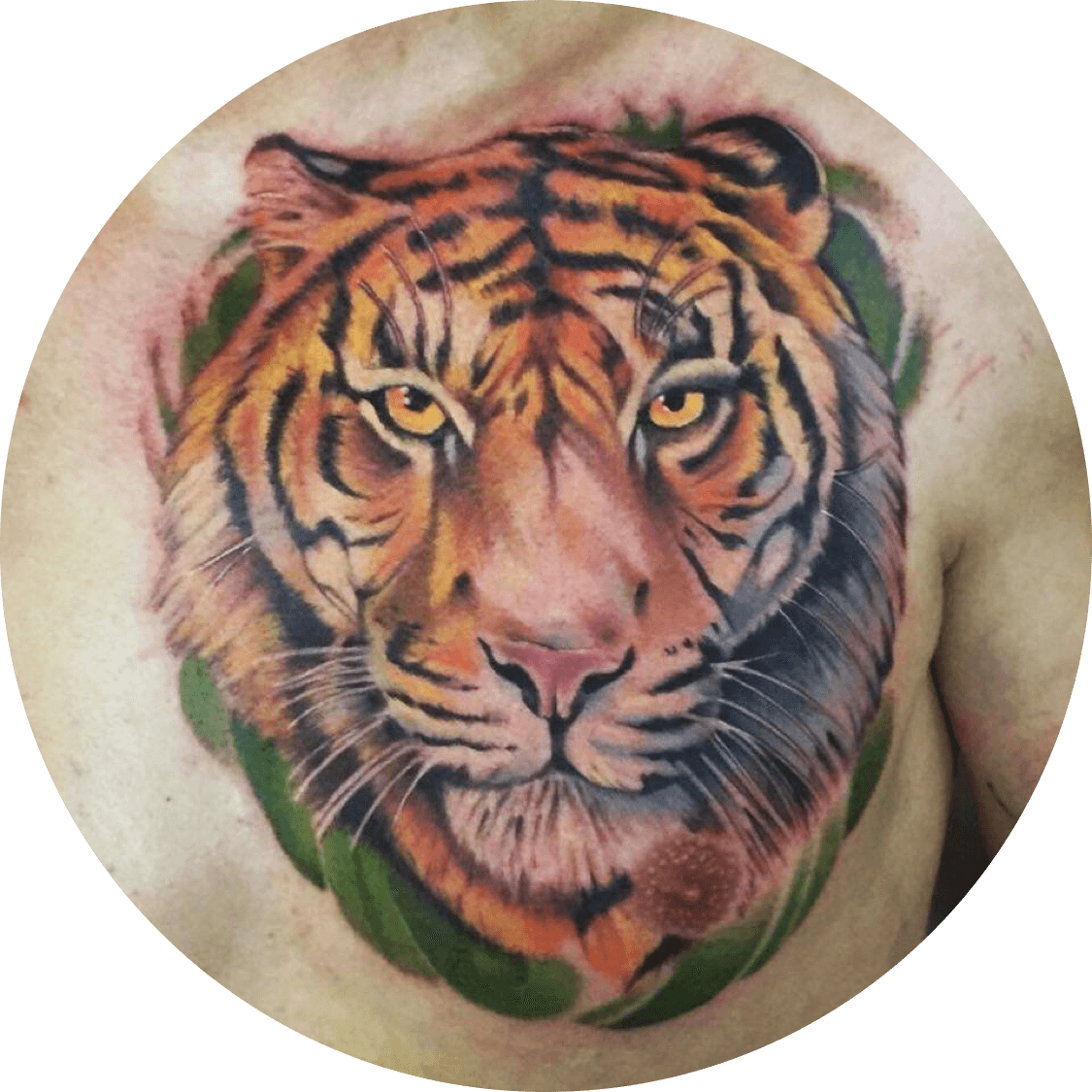 Tigre - Siberian Tiger (1125x1125), Png Download