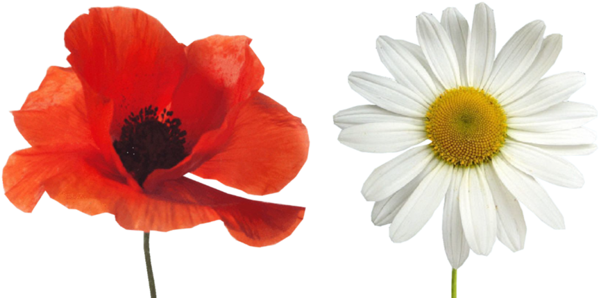 Poppy Daisy 3rd Draft - Poppy Tattoo Real (1000x451), Png Download