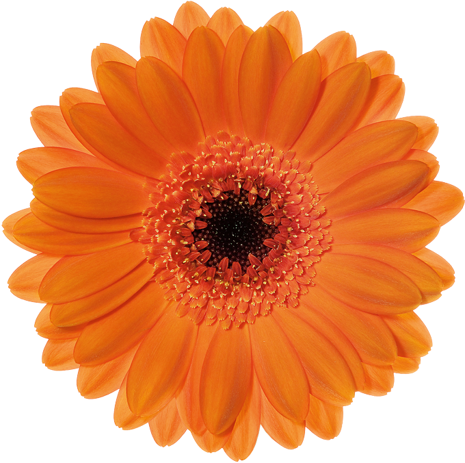 Postage Stamp (800x800), Png Download