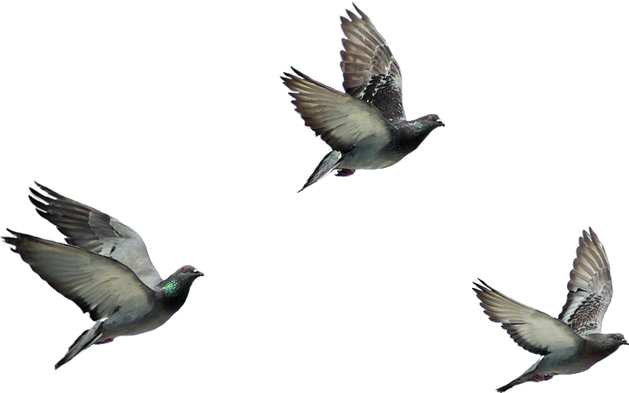 Birds Png Hd - Kalbinde Zerre Kadar Kibir Olan Cennete Giremez (500x500), Png Download