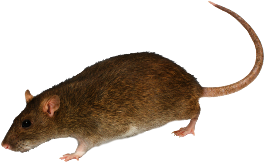 Photo Cameras Transparent Png Sticker - Rat With White Background (1024x746), Png Download