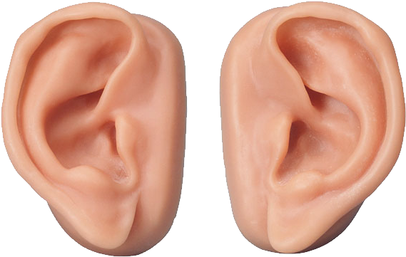 Ear Png Image - Transparent Background Ear Png (683x1115), Png Download