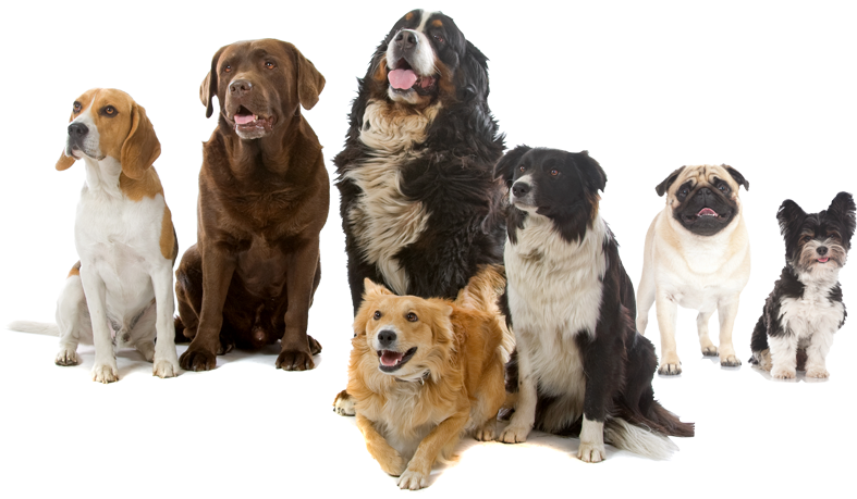 Home - Zealandia Dog Lamb And Vegetables 390g (799x458), Png Download