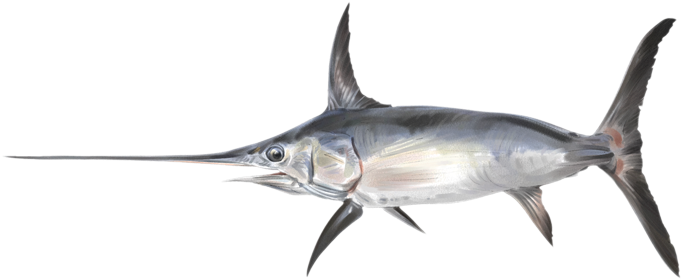 Pez Espada - Fish (600x400), Png Download