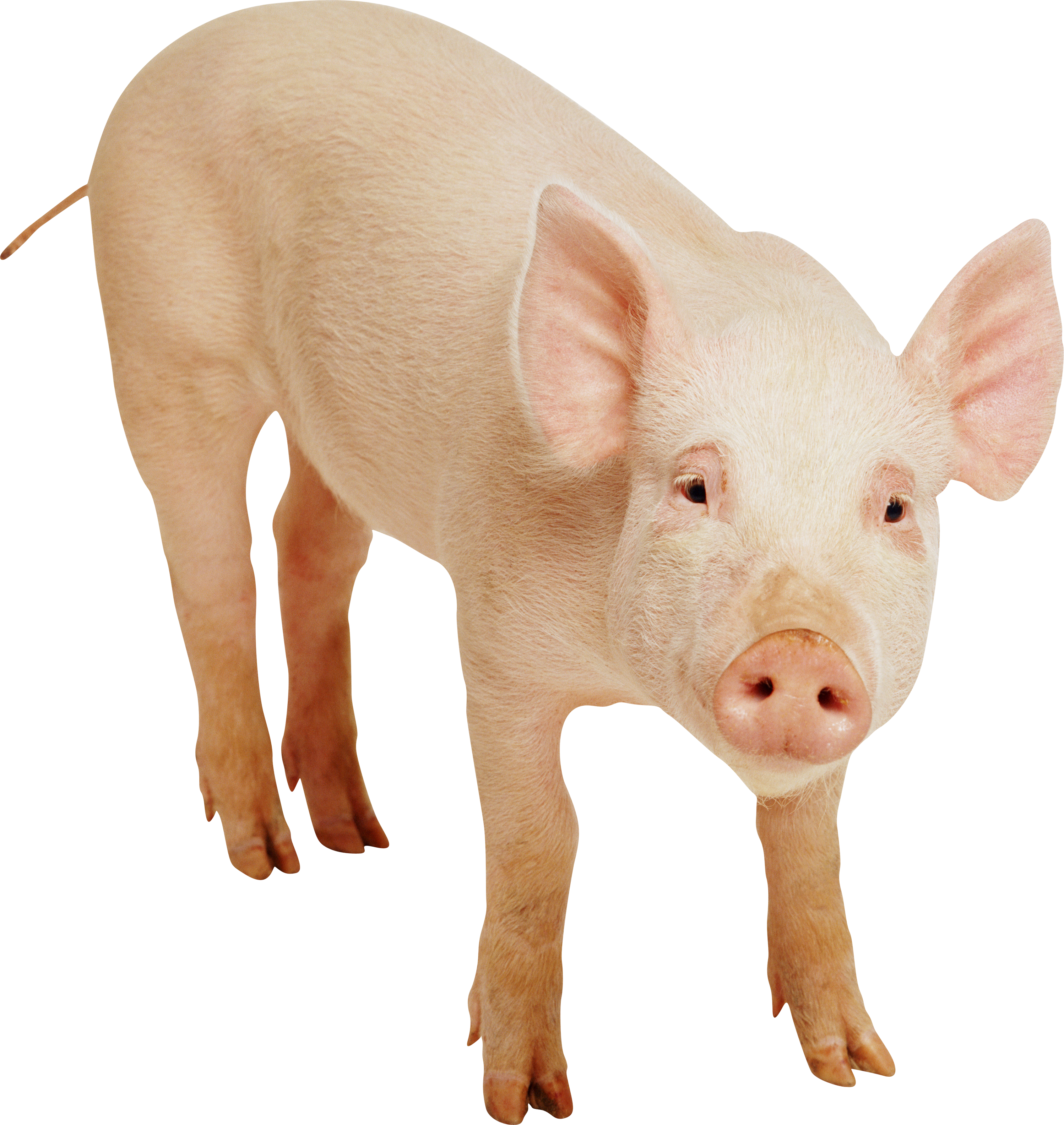 Pig Png Image - Little Book Of Pigs (2996x3168), Png Download