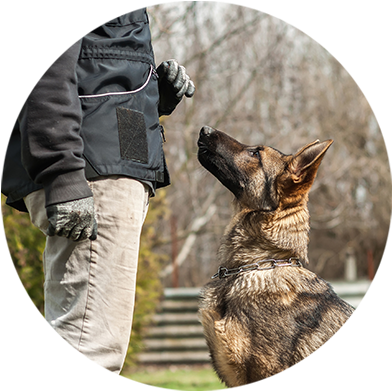 Andys Pet Grooming Daycare Dog Training Studio City - Dog Training (430x429), Png Download
