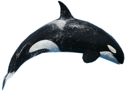 Download - Whale Png (445x355), Png Download