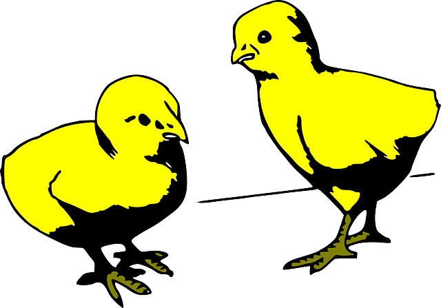 Baby, Two, Young, Cartoon, Chicken, Colored, Chick - Cartoon Baby Chicks Gif (640x447), Png Download