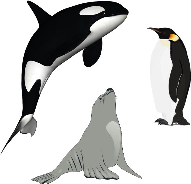Killer Whale Download Png - Killer Whale Png (799x791), Png Download