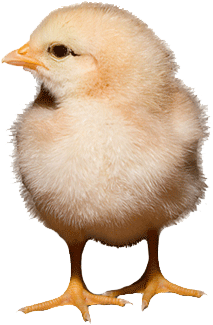Animal Husbandry - Chick (416x416), Png Download