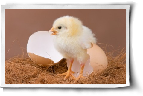 Cage-free Not Free Enough - Chickens (500x344), Png Download
