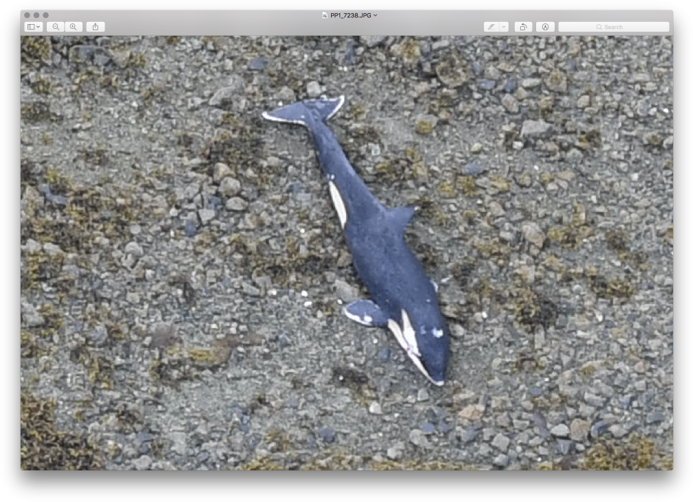 Dead Killer Whale Found Off The North Coast - Whale (1024x745), Png Download