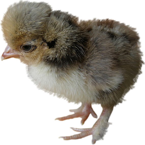 Rooster (570x570), Png Download