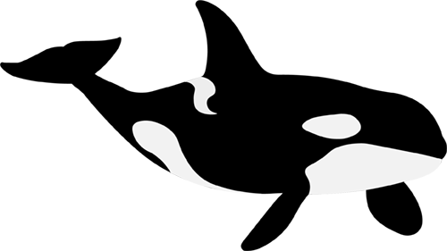 281 - Killer Whale (500x281), Png Download