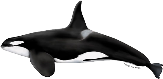 Killer Whale (640x427), Png Download