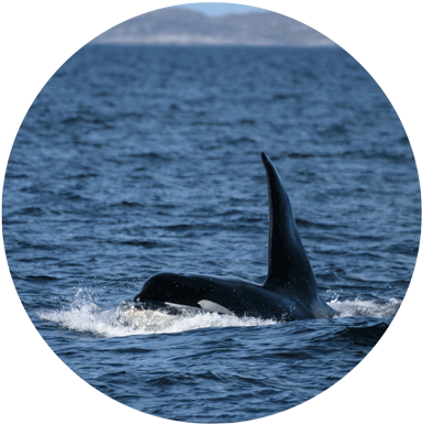 Monitorkw Resproj - Killer Whale Northern Ireland (400x393), Png Download