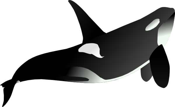 Orca Whale Animal Mammal Sea Black White S - Orcas Blanco Y Negro (554x340), Png Download