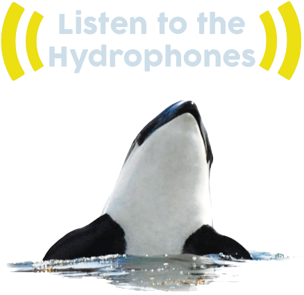 Salish Sea Network - Southern Resident Killer Whales (476x476), Png Download