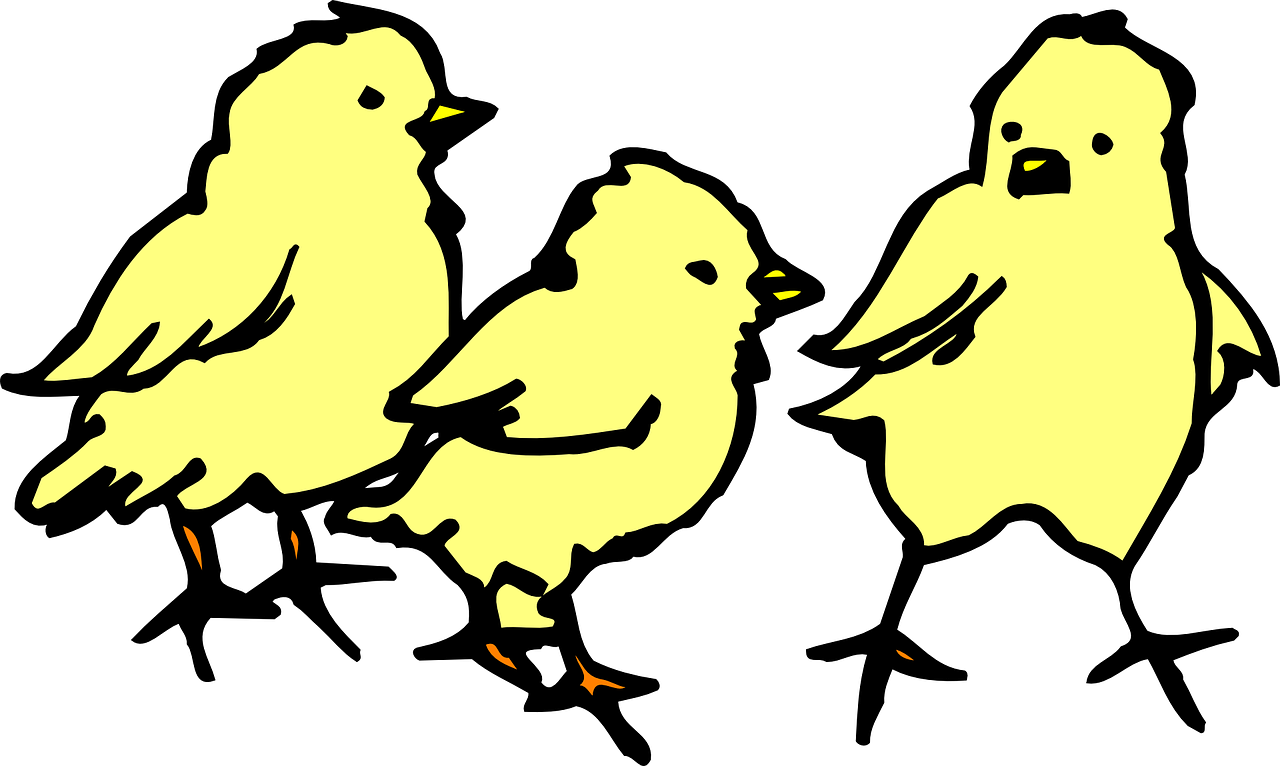 Baby, Barn, Farm, Chicken, Art, Chicks, Chick - Baby Chicks Clipart (640x383), Png Download