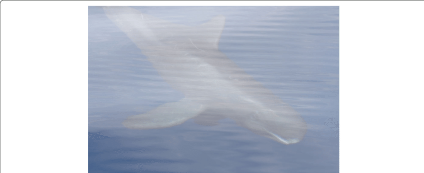 Pygmy Killer Whale Feresa Attenuata Off Maputo, Mozambique - Sea (850x347), Png Download