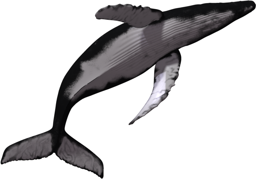 Sperm Killer Transprent Download - Humpback Whale No Background (1024x639), Png Download