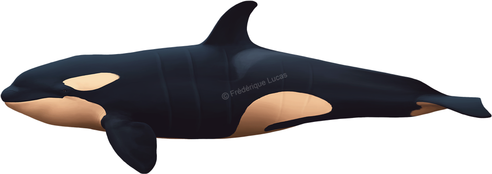 Killer Whales Bull, Cow And Calf - Drawing (1000x368), Png Download