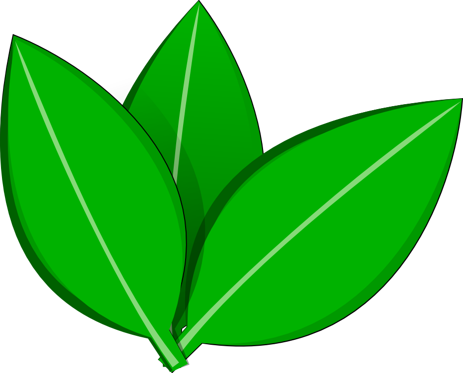 Lovely Design Ideas Cute Tree With Leaves And Pears - Transparent Leaf Vector Png (933x752), Png Download