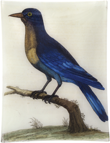 Bluejay Drawing Watercolor Svg Freeuse Library - Albin Eleazar (500x500), Png Download