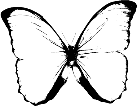 Butterfly Black And White Clip Art Png - Black And White Butterfly Png (626x483), Png Download