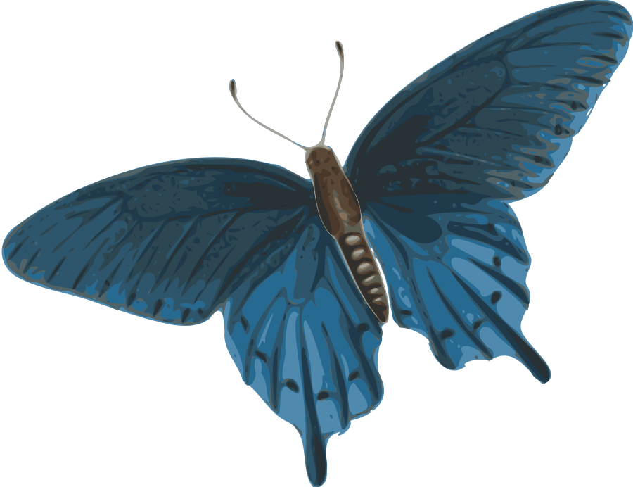 How To Set Use Butterfly Clipart (900x692), Png Download