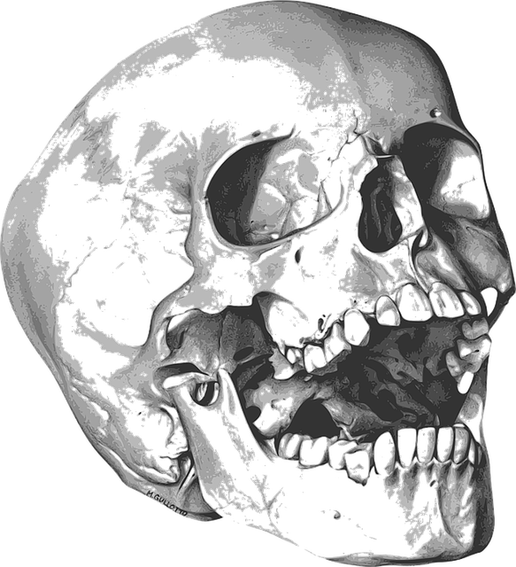 Skull Bones Png Photo - 해골 그림 (583x640), Png Download