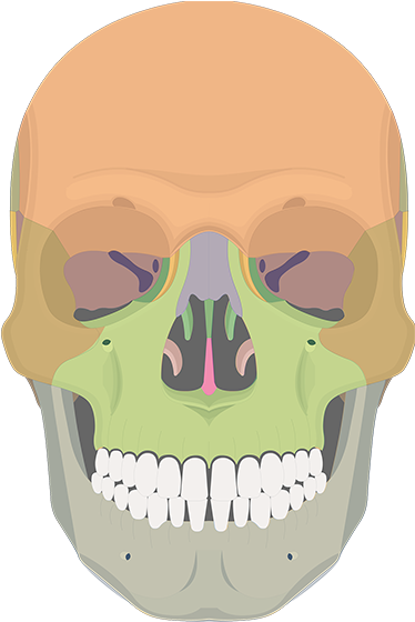 A&p Skull (1200x630), Png Download