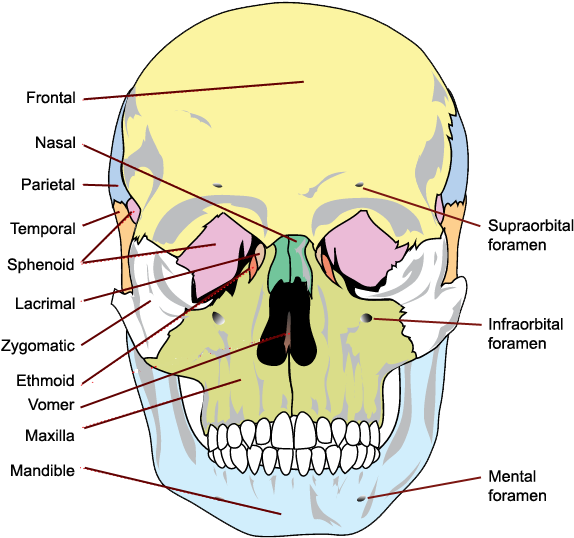 The Bones Of The Skull, Anterior View - Bones Of The Skull (720x563), Png Download