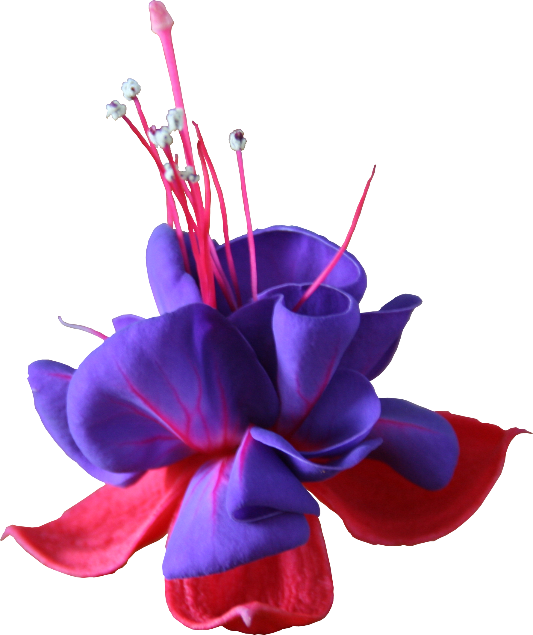 Fuchsia Flower Png (1780x2118), Png Download