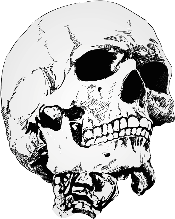 Transparalyze Crown Drawing, Octopus Drawing, Skull - Skull Png Drawing (650x761), Png Download