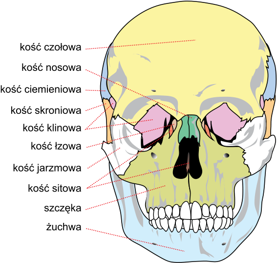 Human Skull Front Bones Pl - Palatine Nasal Vomer Lacrimal Zygomatic (695x563), Png Download
