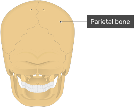 Posterior View Of The Parietal Bone Of The Skull - Superior Nuchal Line (770x406), Png Download