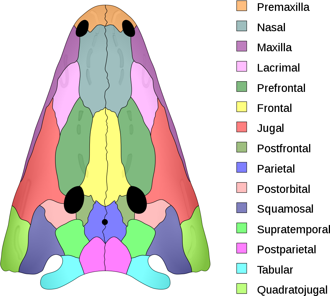 Dermatocranium Bones (1200x1063), Png Download