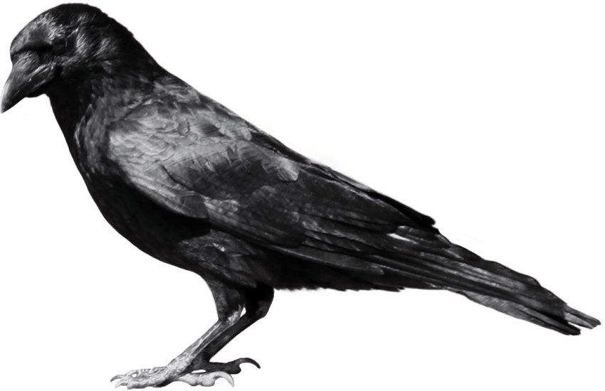 Free Png Crow Png Images Transparent - Crow Png (850x550), Png Download