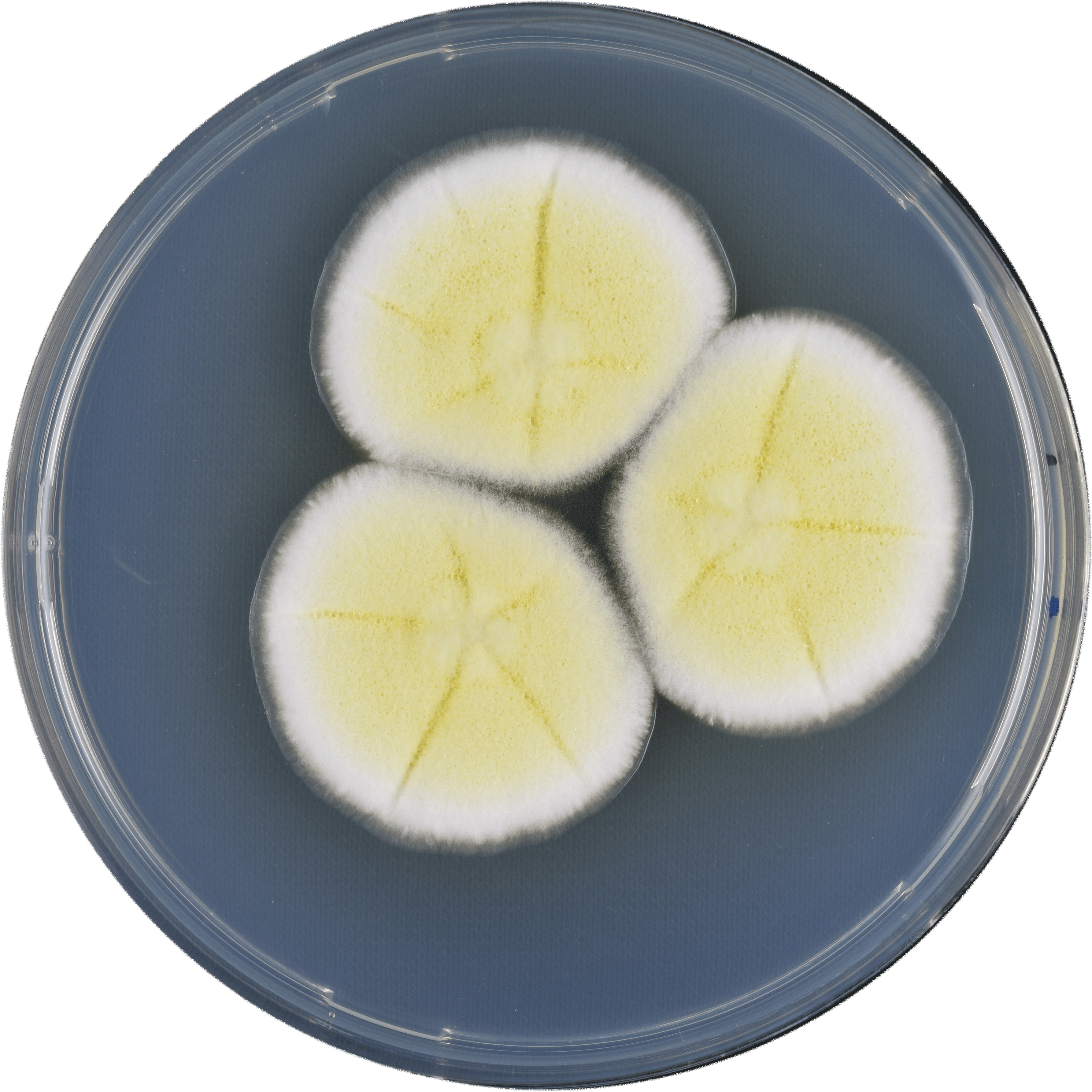 Aspergillus Pseudoterreus Cya - Boiled Egg (3591x3591), Png Download