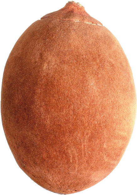 Baobab-fruit - Baobab Fruit (450x633), Png Download