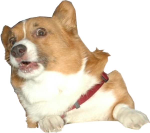 Image Surprised Know Your - Corgi Png (600x532), Png Download