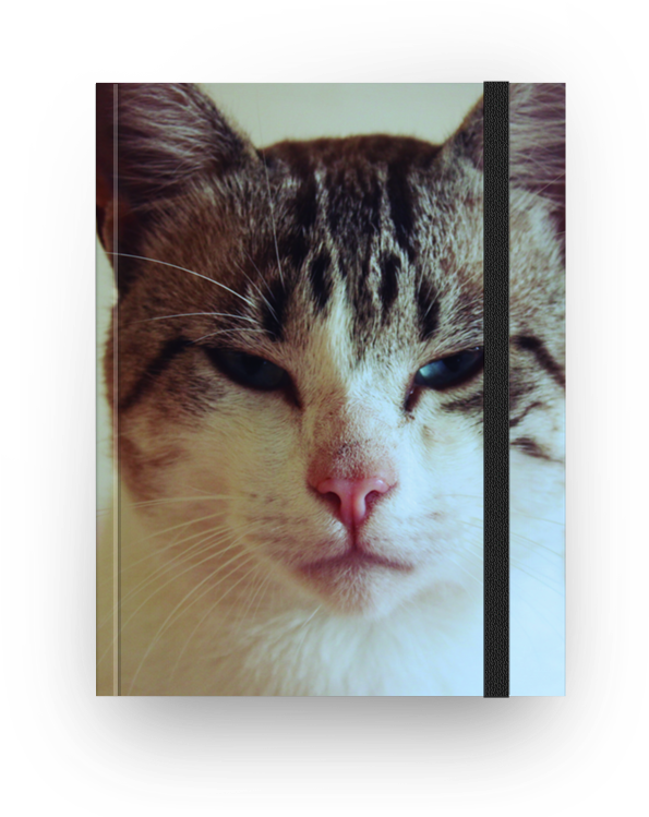 Caderno Happy Cat De Anelise Oliveirana - Domestic Short-haired Cat (800x800), Png Download