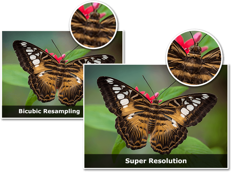 Butterfly (820x600), Png Download