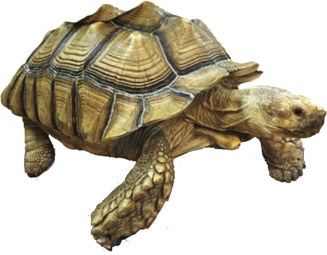 Welcome To The Alligator Attraction - Galápagos Tortoise (664x509), Png Download