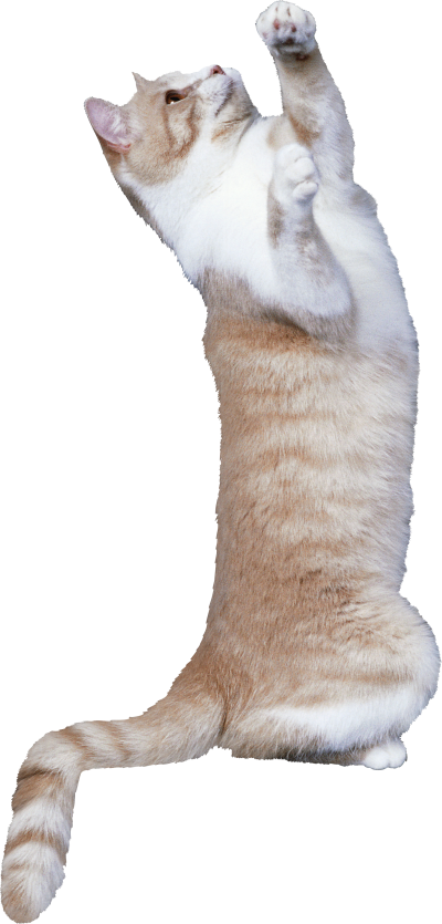 Cat Png, Download Png Image With Transparent Background, - Cat (400x835), Png Download