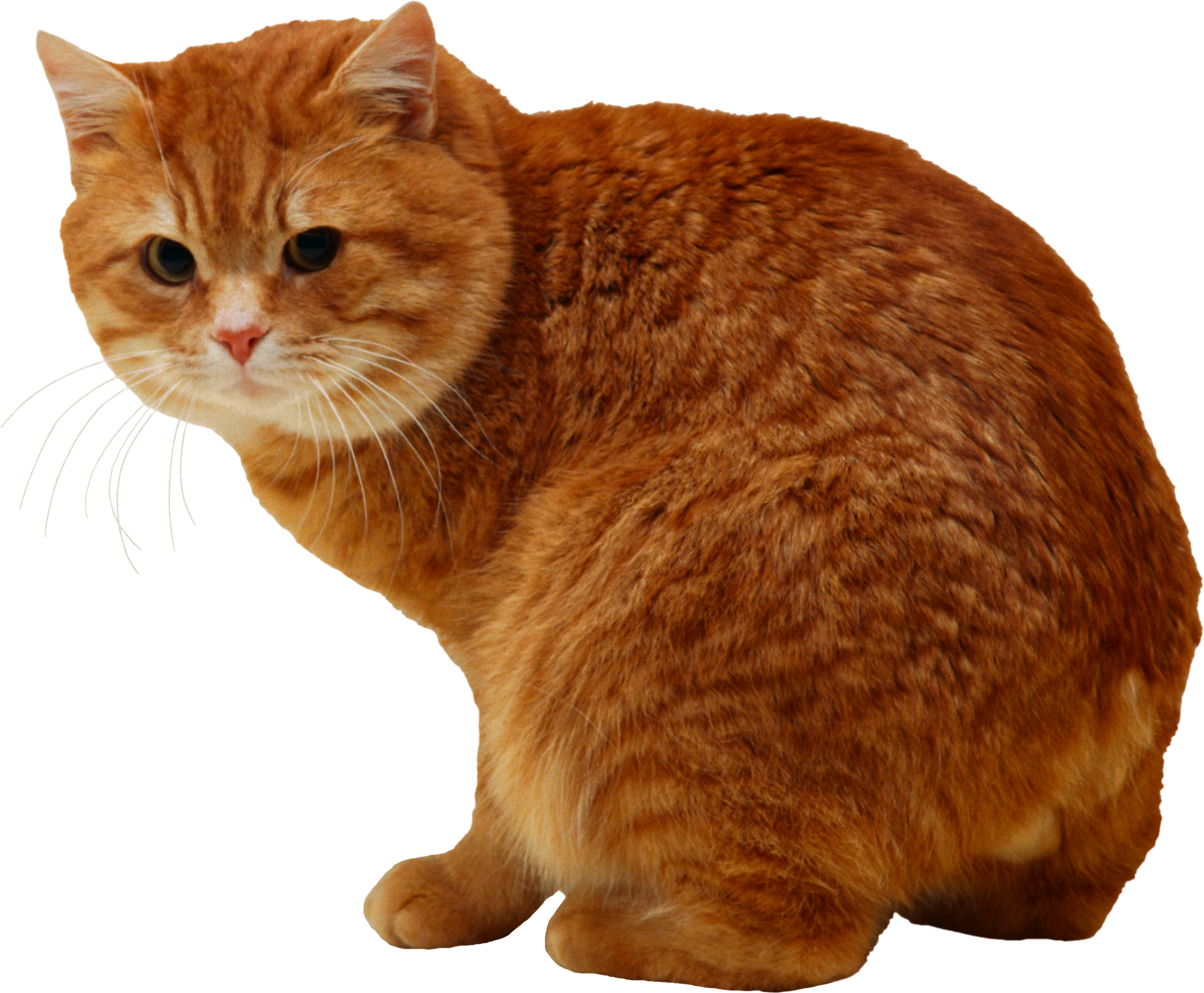 Cat Png, Download Png Image With Transparent Background, - Cat (800x660), Png Download