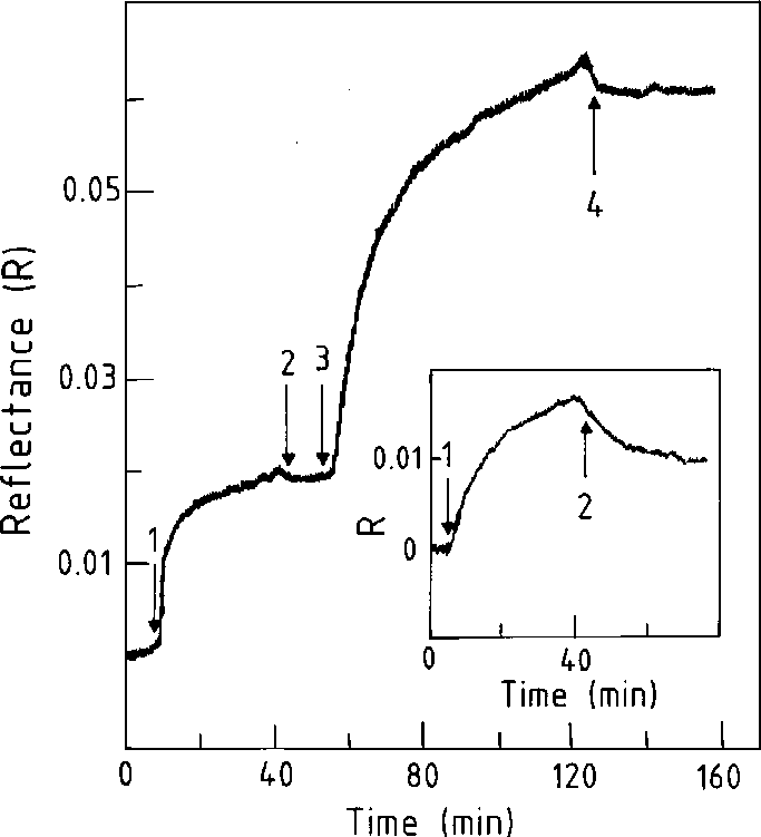 Rrreeeteee Peptide Binding To Polylysine Immobilized - Diagram (683x751), Png Download