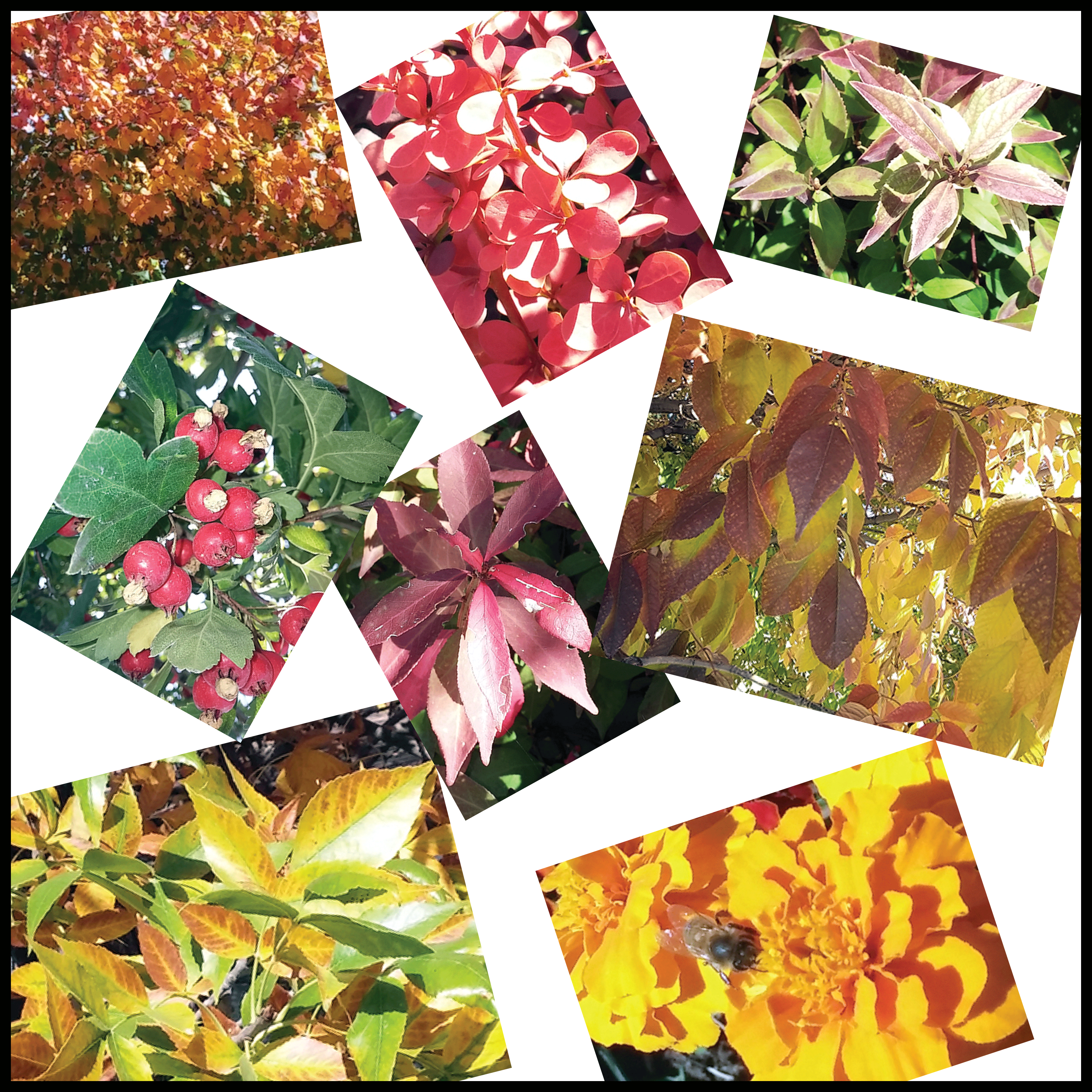 Fall - Collage (3600x3600), Png Download